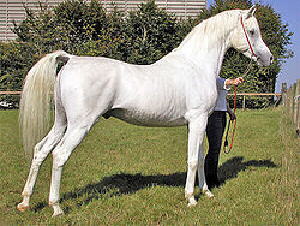 Araber-Pferde Bild