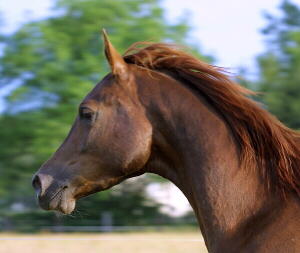 Araber-Pferde Bild