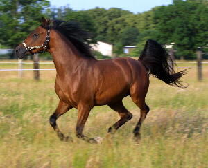 Araber-Pferde Bild